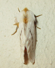 Phiala