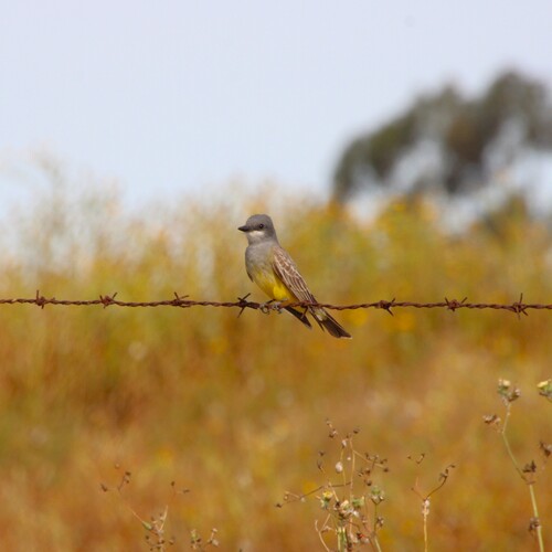 iNaturalist observation photo of Cassin's Kingbird