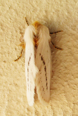 Phiala