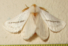 Phiala