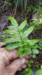 Blechnum novae-zelandiae