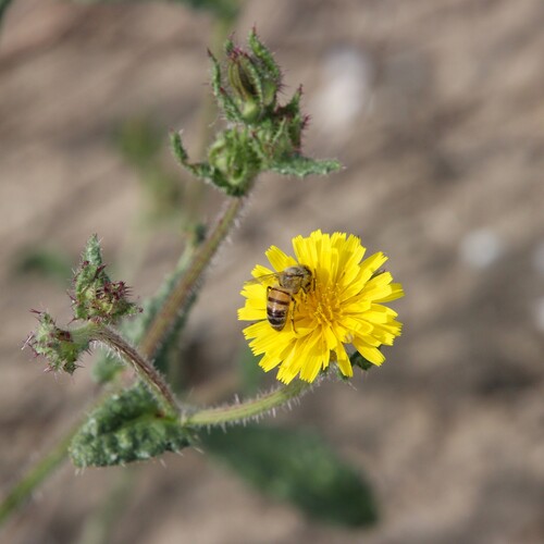 iNaturalist observation photo of Western Honey Bee