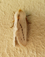 Phiala