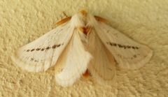 Phiala