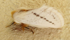Phiala