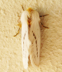Phiala