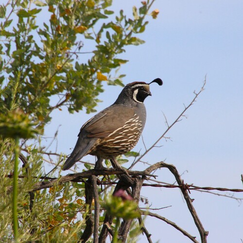iNaturalist observation photo of California Quail