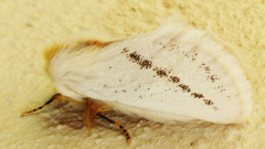 Phiala