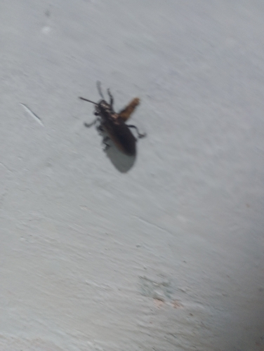Hairy Darkling Beetle