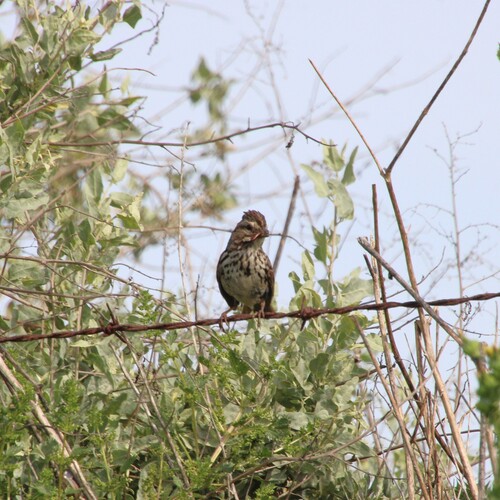 iNaturalist observation photo of Song Sparrow