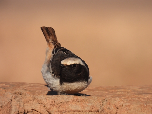 Red-rumped Wheatear