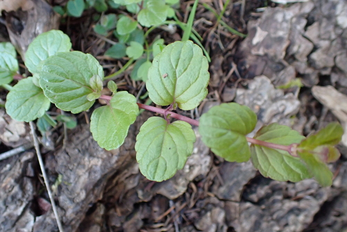 yerba buena (Clinopodium douglasii)