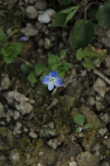 Veronica persica
