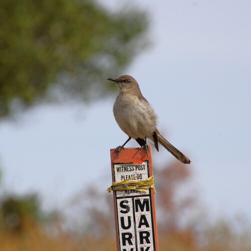 iNaturalist observation photo of Northern Mockingbird