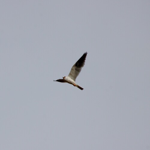 iNaturalist observation photo of White-tailed Kite