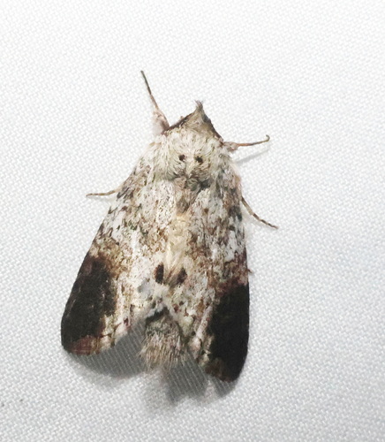 Sericochroa myconos