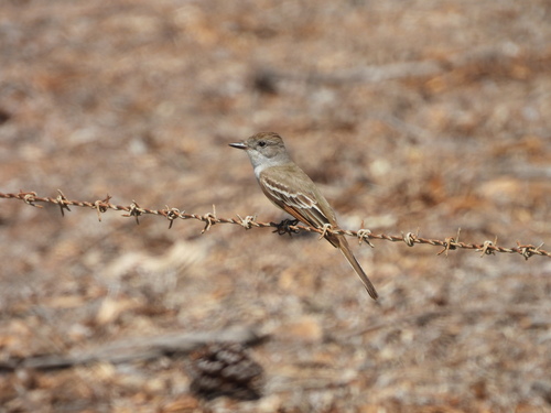 iNaturalist observation photo of Ash-throated Flycatcher