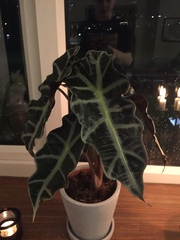 Alocasia amazonica