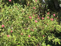 Arachnothryx leucophylla