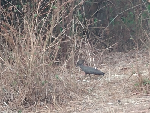 Hamerkop