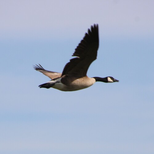 iNaturalist observation photo of Canada Goose