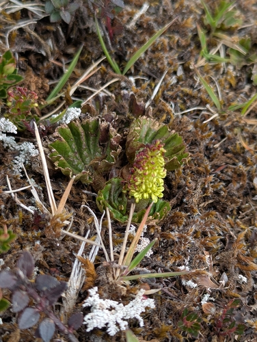 Gunnera magellanica (Gunnera magellanica)