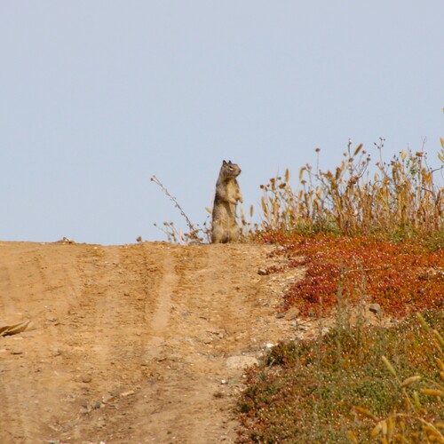 iNaturalist observation photo of California Ground Squirrel