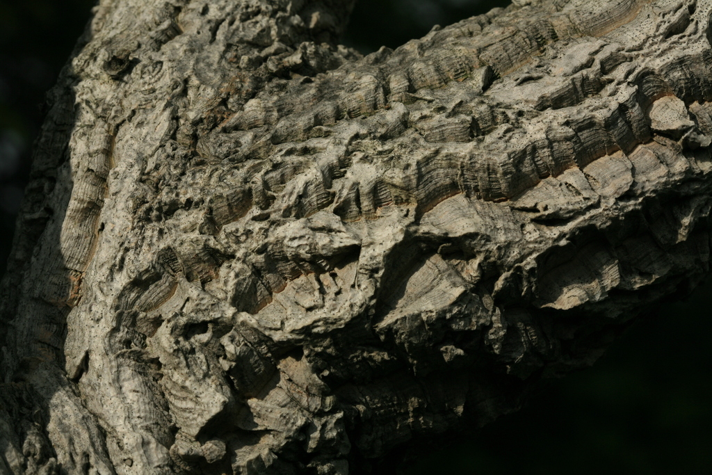 Phellodendron sachalinense