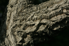 Phellodendron sachalinense