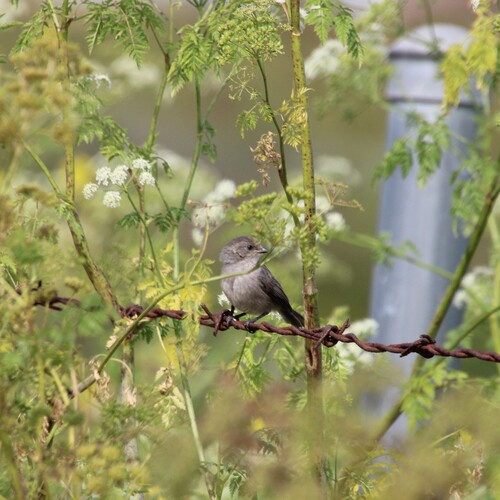 iNaturalist observation photo of Bushtit
