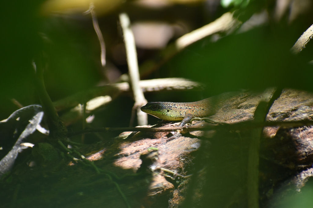 Alcala's Five-Keeled Sun Skink