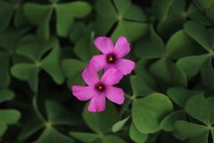 Oxalis articulata
