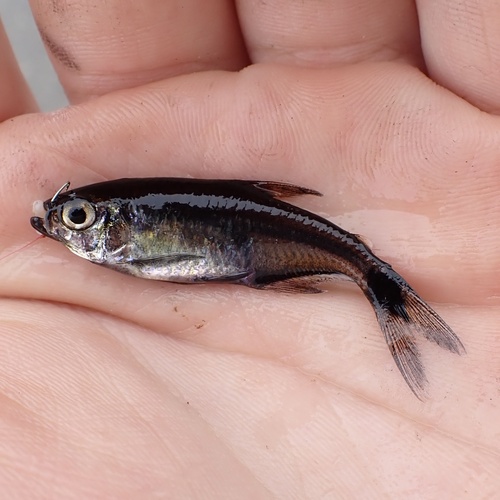 Boeseman's tetra (Hemigrammus boesemani) — Characidae