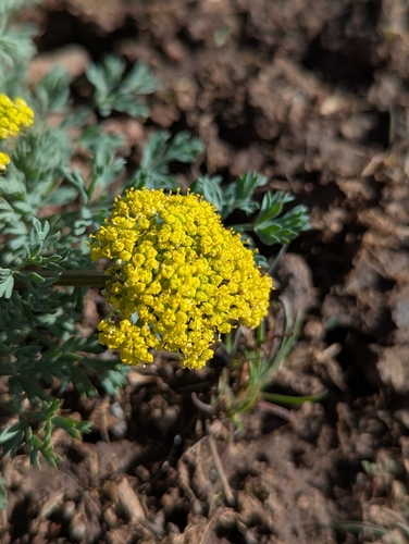 Lomatium donnellii, 2026-04-05
