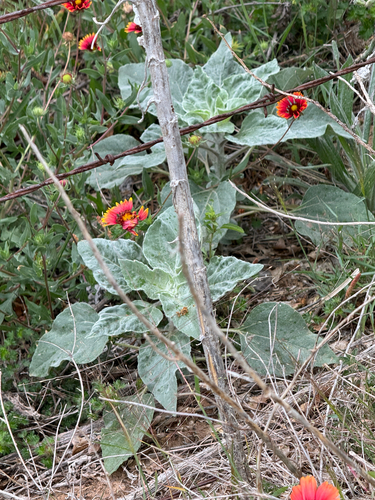 Silverleaf Sunflower (Helianthus argophyllus)