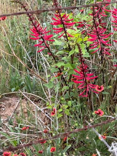 Redcardinal (Erythrina herbacea)