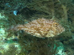Pseudomonacanthus macrurus