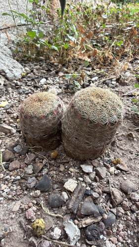 Echinocereus pectinatus pectinatus