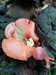 Echinochaete brachypora