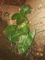 Philodendron imbe