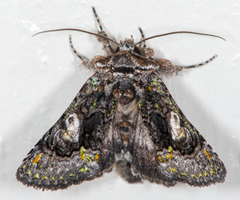 Behrensia conchiformis