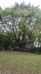 Ficus virens sublanceolata