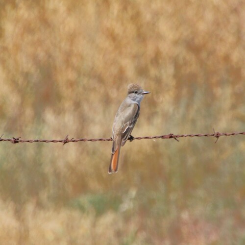 iNaturalist observation photo of Ash-throated Flycatcher
