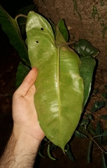 Philodendron imbe