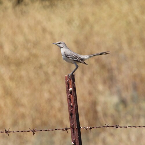 iNaturalist observation photo of Northern Mockingbird