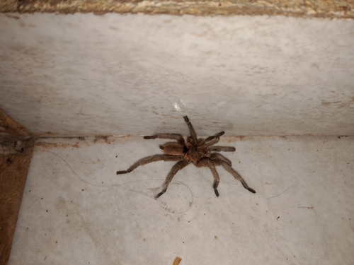 Exilis Bronze Tarantula