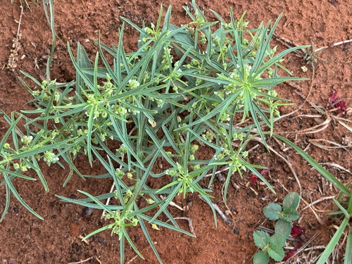 nodding green violet (Pombalia verticillata)