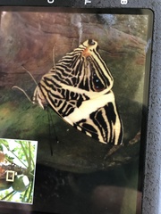 Colobura dirce wolcotti