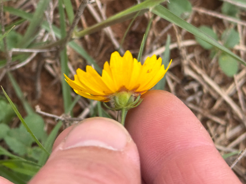 Nueces Coreopsis (Coreopsis nuecensis)