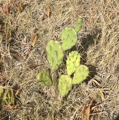 Opuntia arechavaletae